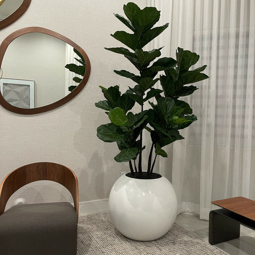 Weiße Globusvase mit Geigen-Feige – 180 cm