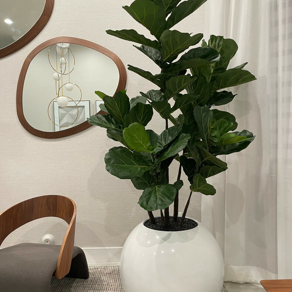 Weiße Globusvase mit Geigen-Feige – 180 cm