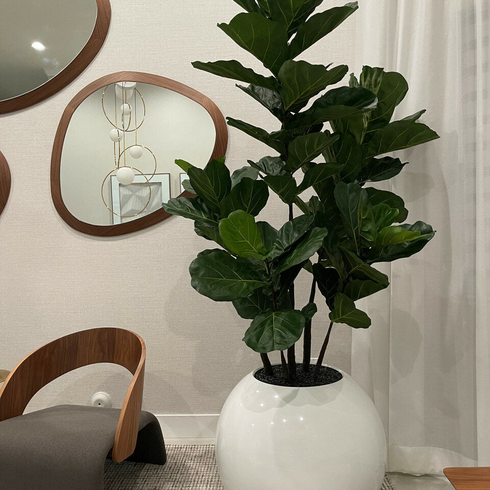 Weiße Globusvase mit Geigen-Feige – 180 cm
