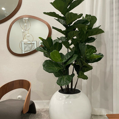 Weiße Globusvase mit Geigen-Feige – 180 cm