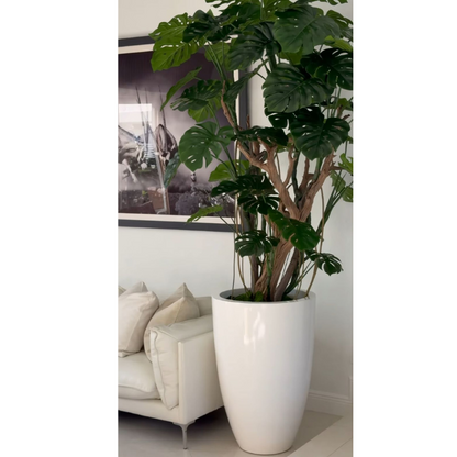 Monstera-Pflanze im Hochglanz-Weißen Topf