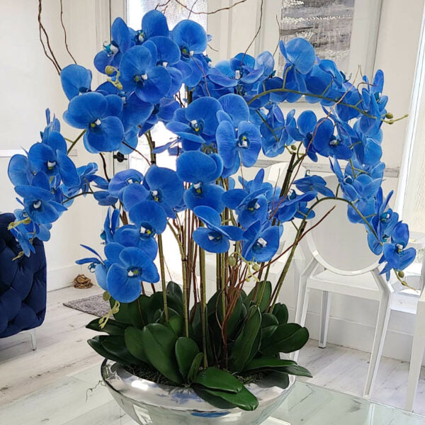 Avenue Schale mit blauen Phalaenopsis-Orchideen