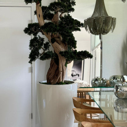 Großer Bonsai im Brannan Pflanzgefäß