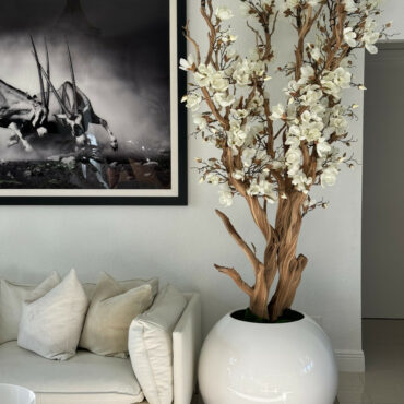 Weiße Magnolienbaum in glänzend weißem Globus-Topf, 76 cm